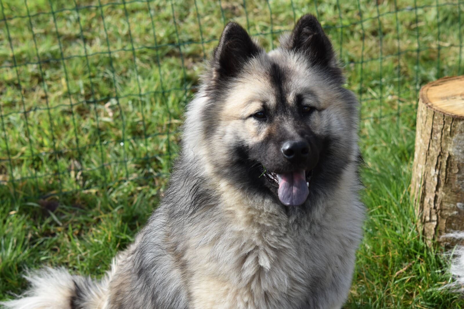 Nikon D5600 sample photo. Dog, dog eurasier, eurasier photography