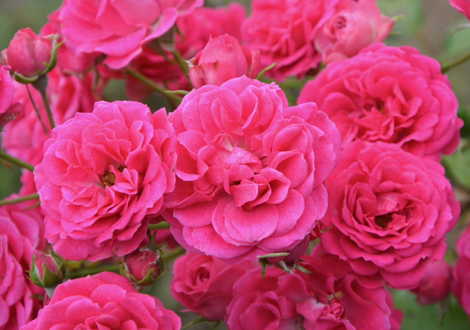 Nikon D5200 sample photo. Rosebush, roses, flowered photography
