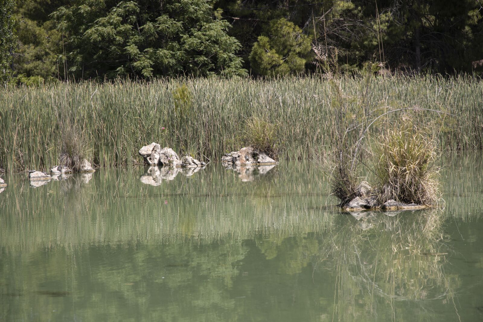 Canon RF 24-105mm F4L IS USM sample photo. Lake, water, park photography