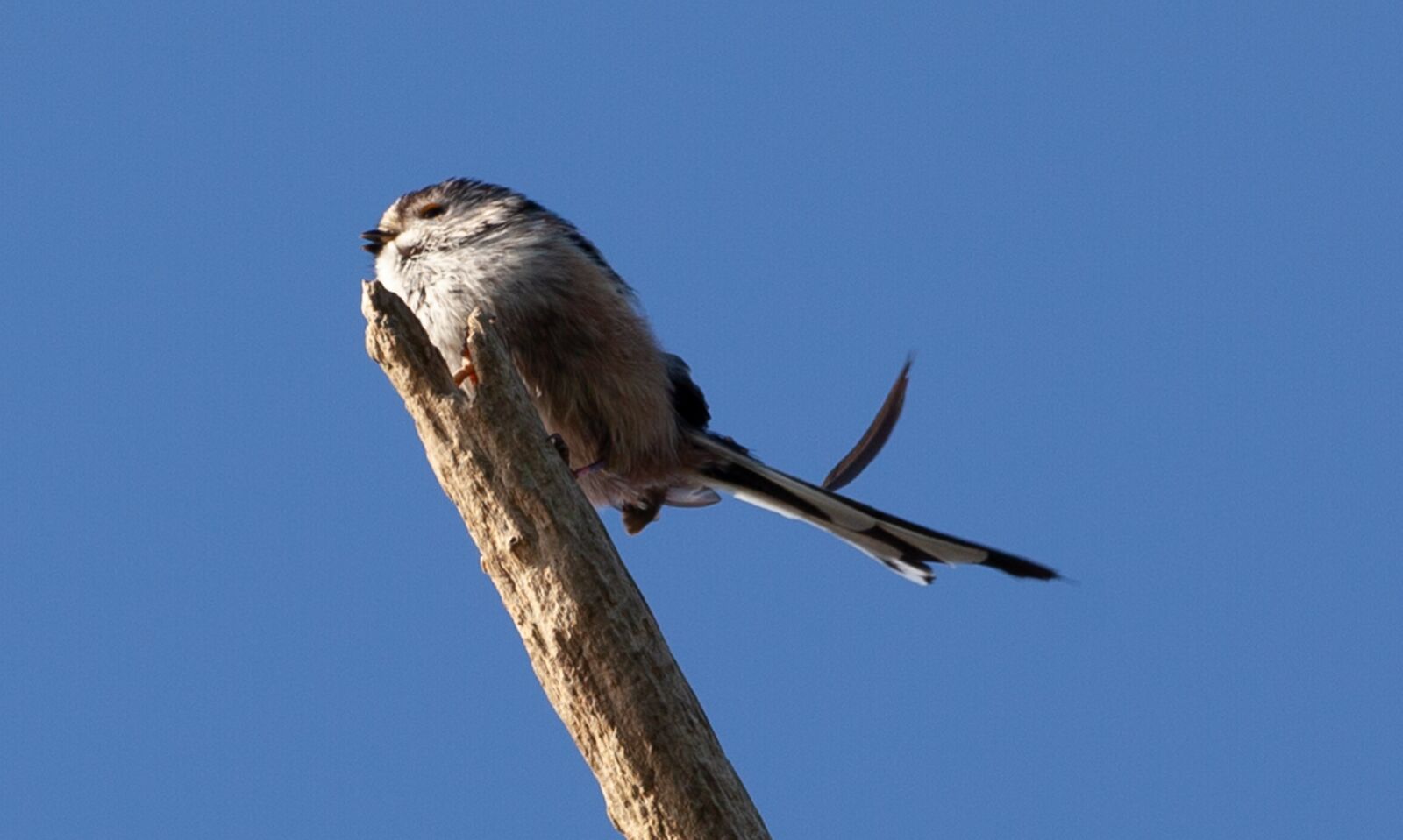 Canon EOS 5D Mark II + Canon EF 100-400mm F4.5-5.6L IS II USM sample photo. Long tailed tit, pink photography