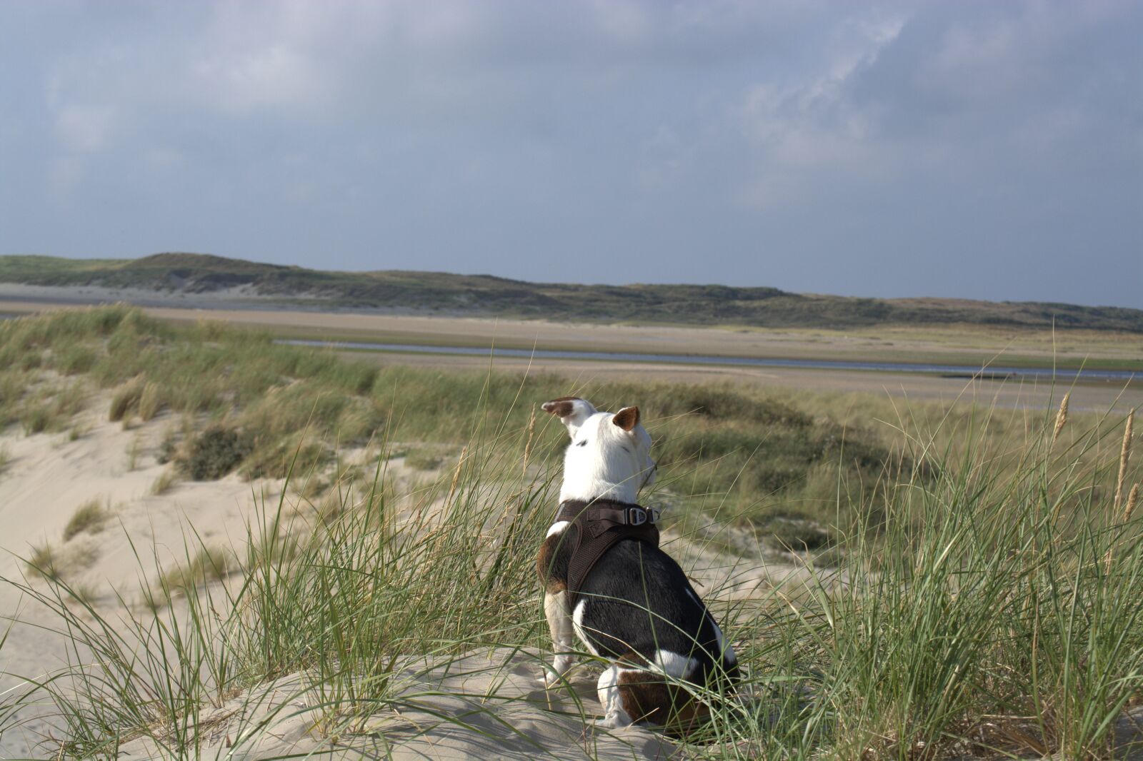 Nikon D5200 sample photo. Jack russell, terrier, domestic photography