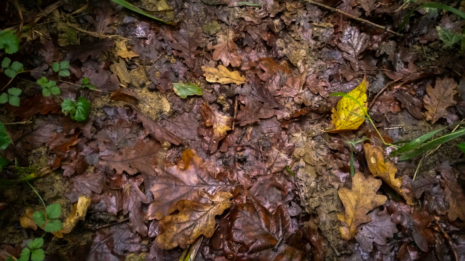 Samsung Galaxy S5 LTE-A sample photo. Autumn, colours, brown, desktop photography