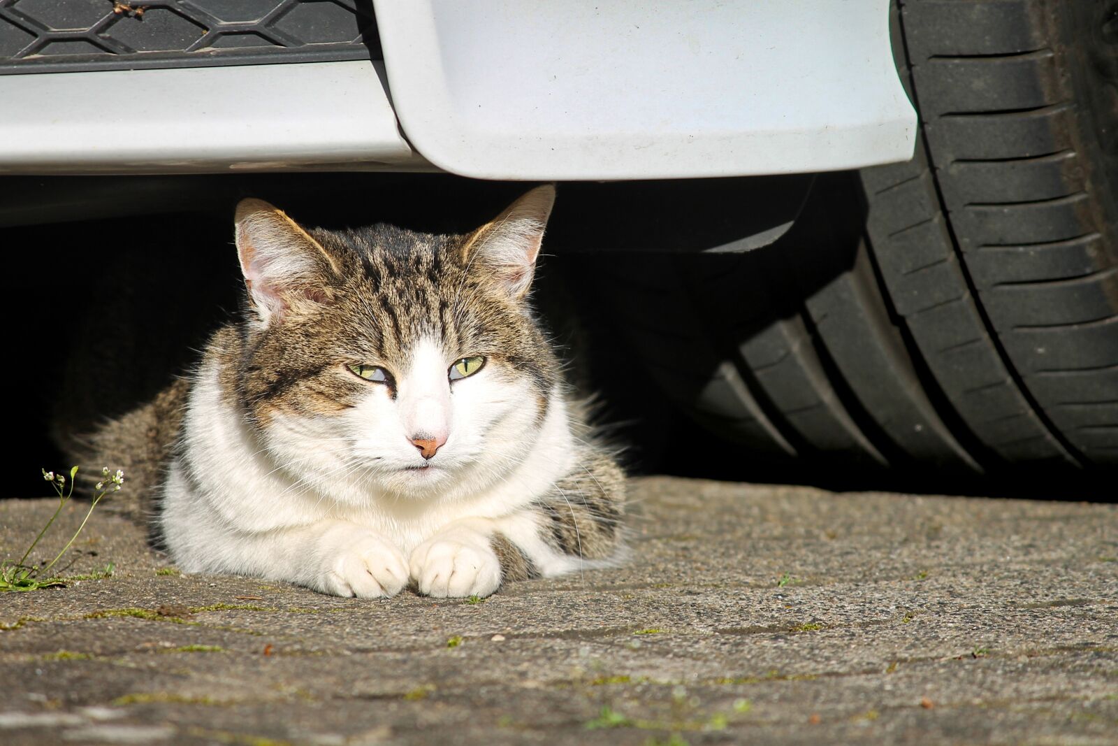 Canon EOS 1100D (EOS Rebel T3 / EOS Kiss X50) sample photo. Cat, are car, watch photography