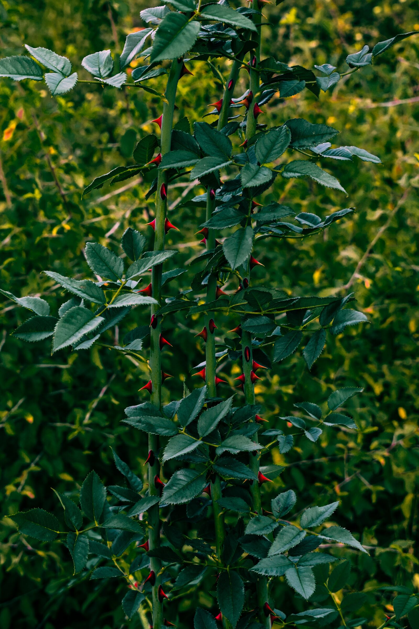 Nikon D3300 sample photo. Thorns, rose, plant photography