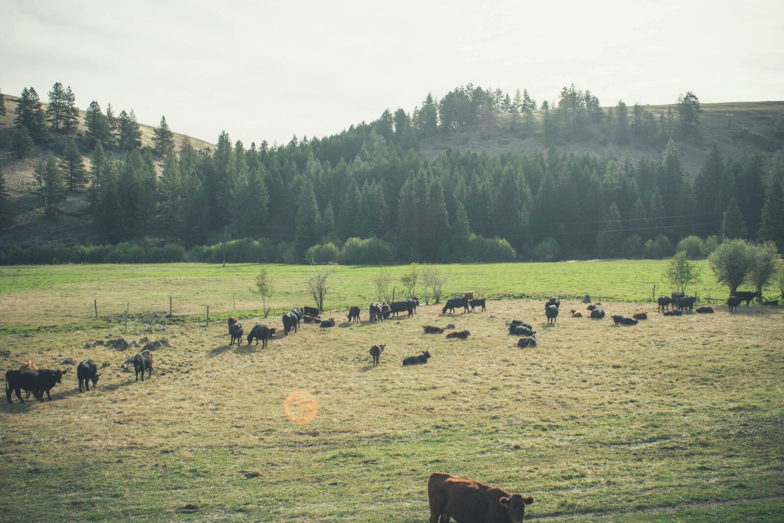 Nikon D5200 sample photo. Cow, cattle, agriculture, livestock photography
