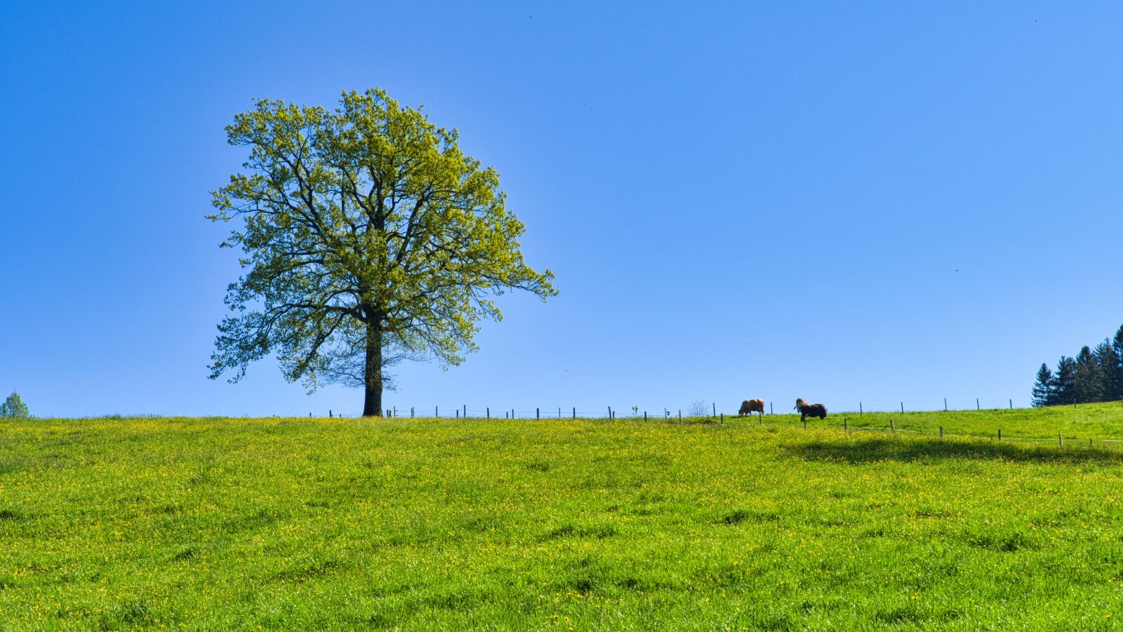 Nikon D7500 sample photo. Spring, nature, trees photography