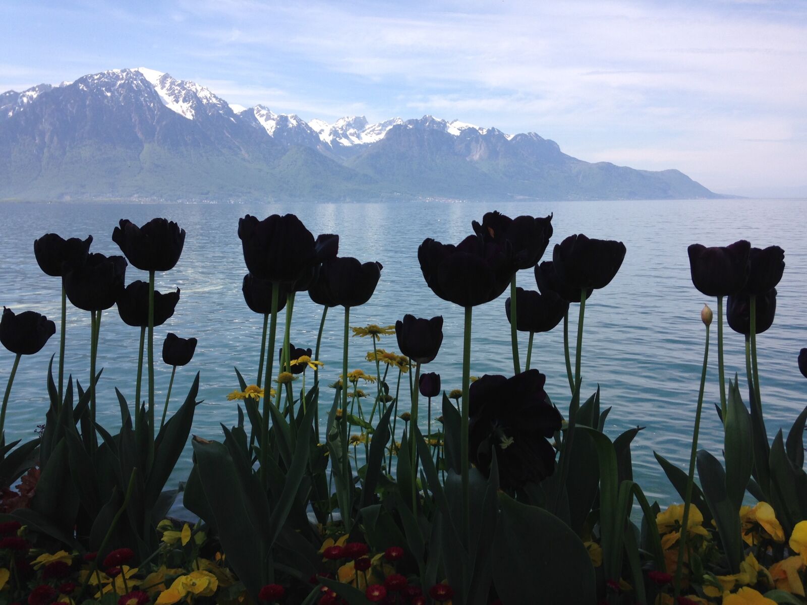iPhone 5 back camera 4.12mm f/2.4 sample photo. Black tulips, silhouettes, lake photography