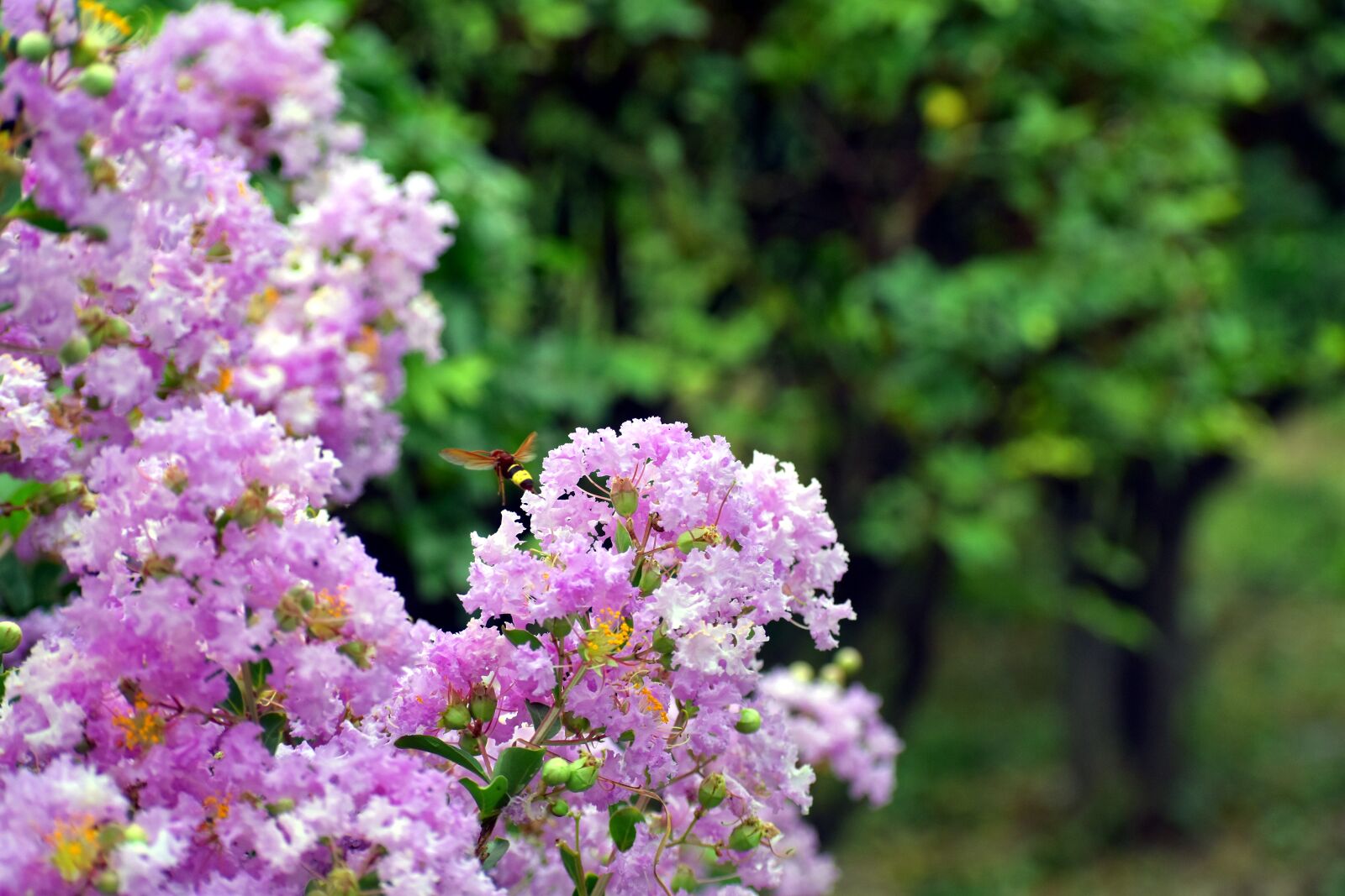 Nikon D5600 sample photo. White flowers, bunch, honey photography