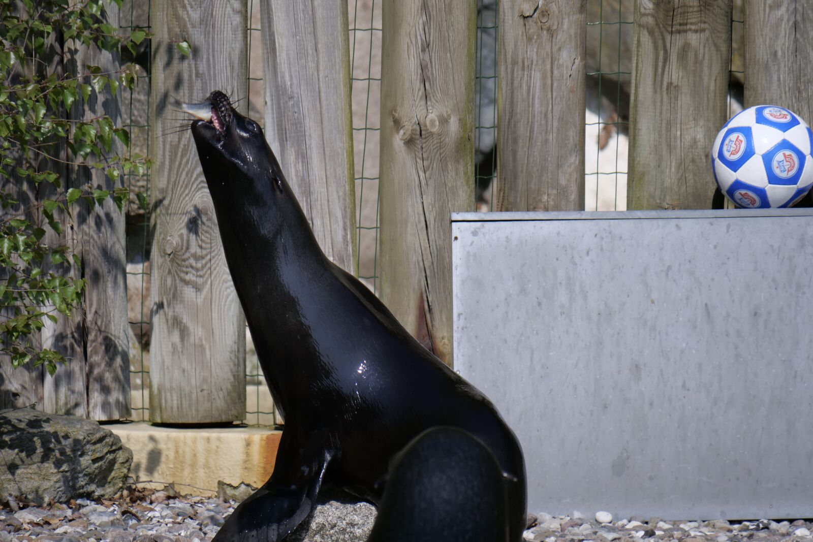 Panasonic Lumix DC-G9 sample photo. Sea lion, feeding, sea photography