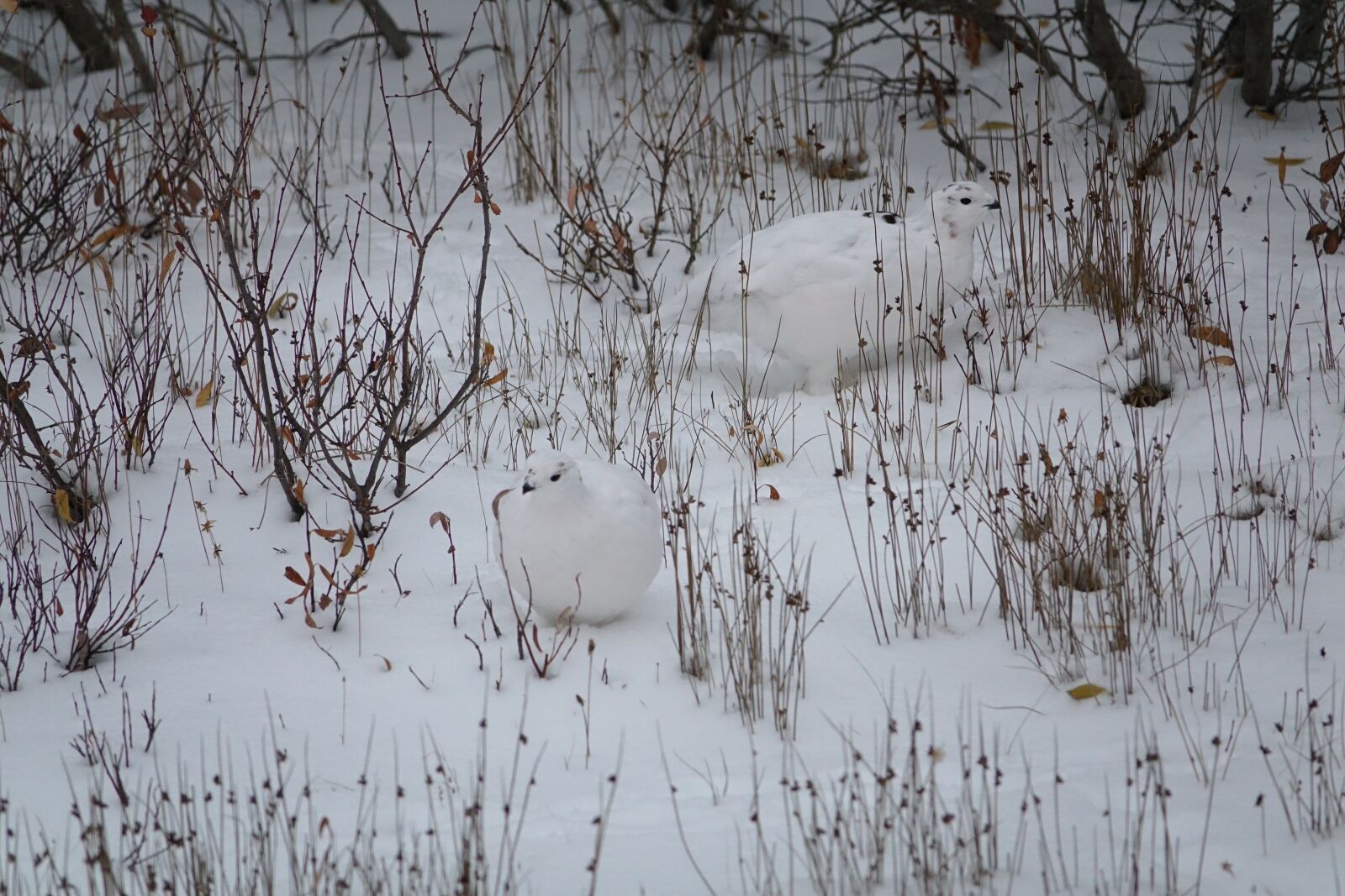 Sony Cyber-shot DSC-RX10 III sample photo. Ptarmigan, birds, arctic photography