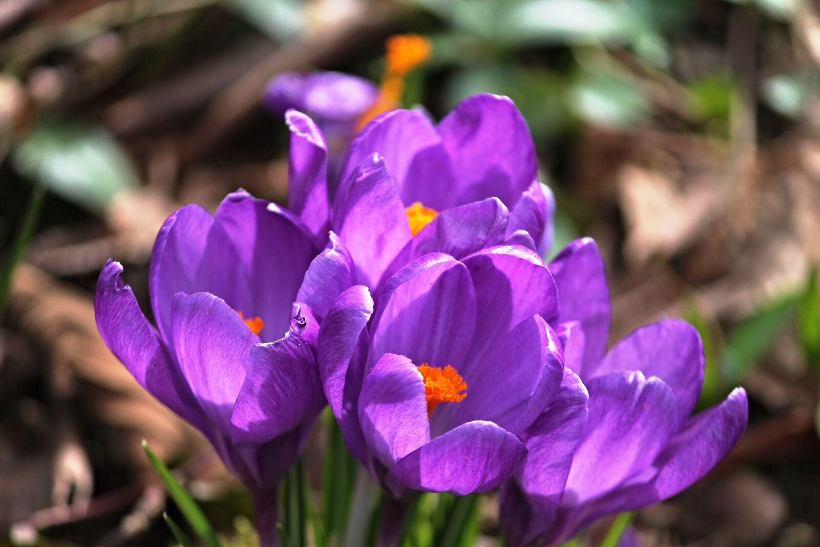 Canon EOS 1100D (EOS Rebel T3 / EOS Kiss X50) sample photo. Crocus, crocus flowers, spring photography