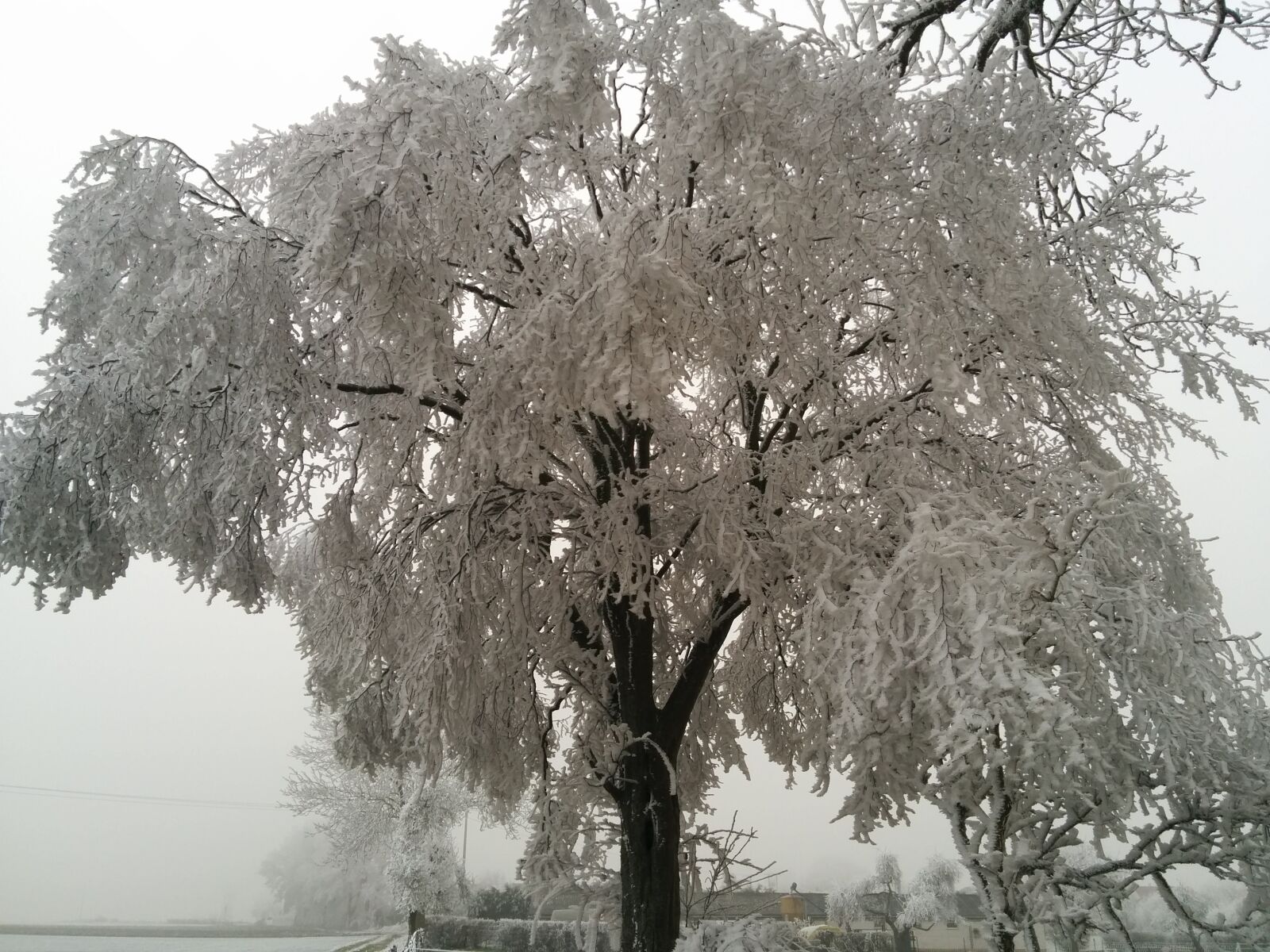 LG Nexus 5 sample photo. Tree, cold, winter photography