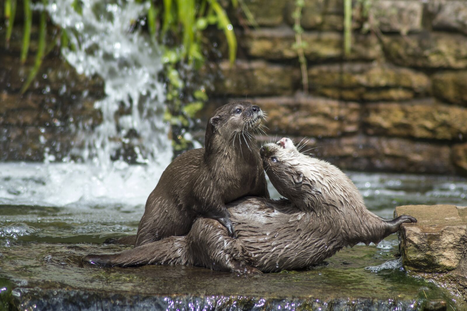 Nikon D3200 sample photo. Otters, otter, wildlife photography
