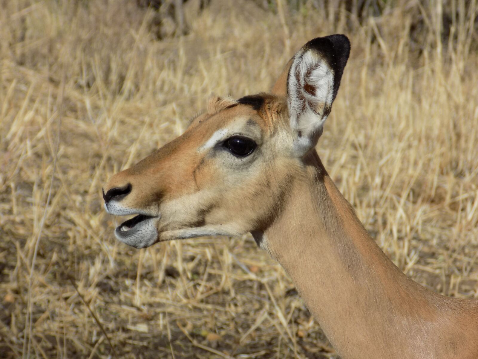 Nikon COOLPIX L340 sample photo. Impala, antelope, safari photography