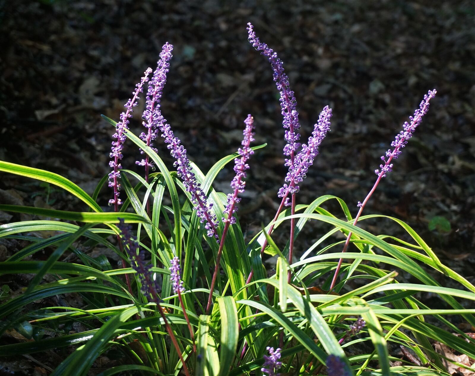Sony Alpha NEX-5T sample photo. Liriope, flower, blossom photography