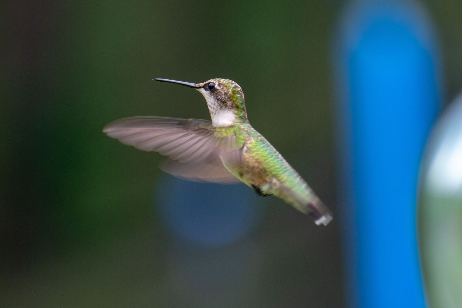 Nikon D3400 sample photo. Bird, nature, hummingbird photography