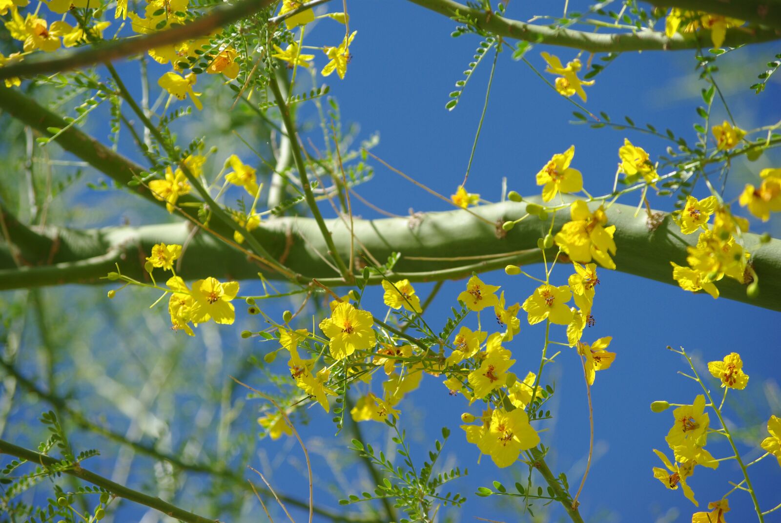 Pentax K200D sample photo. Tree, flower, branch photography