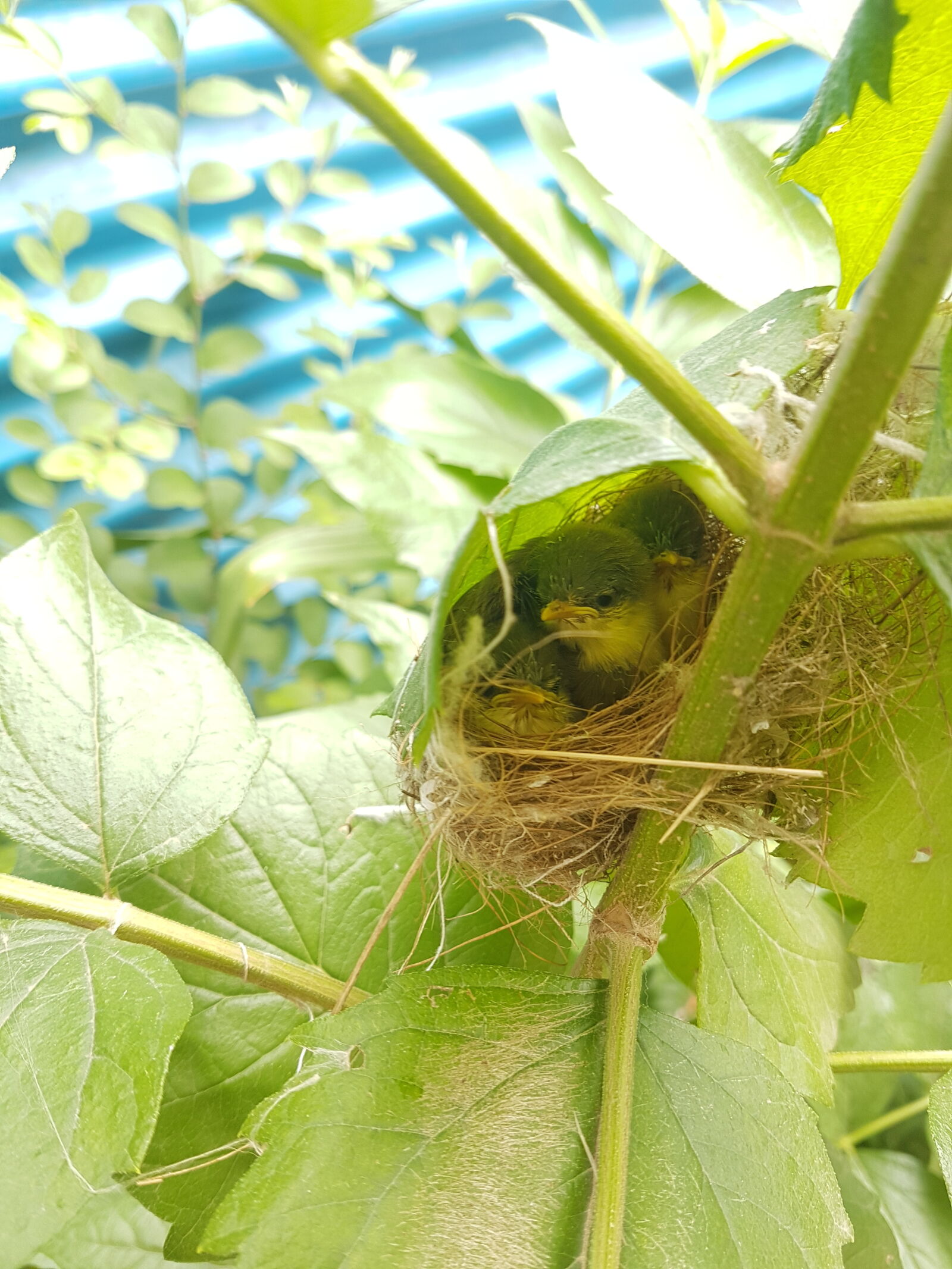 Samsung Galaxy S7 Edge sample photo. Bird, s, nest, samsung photography