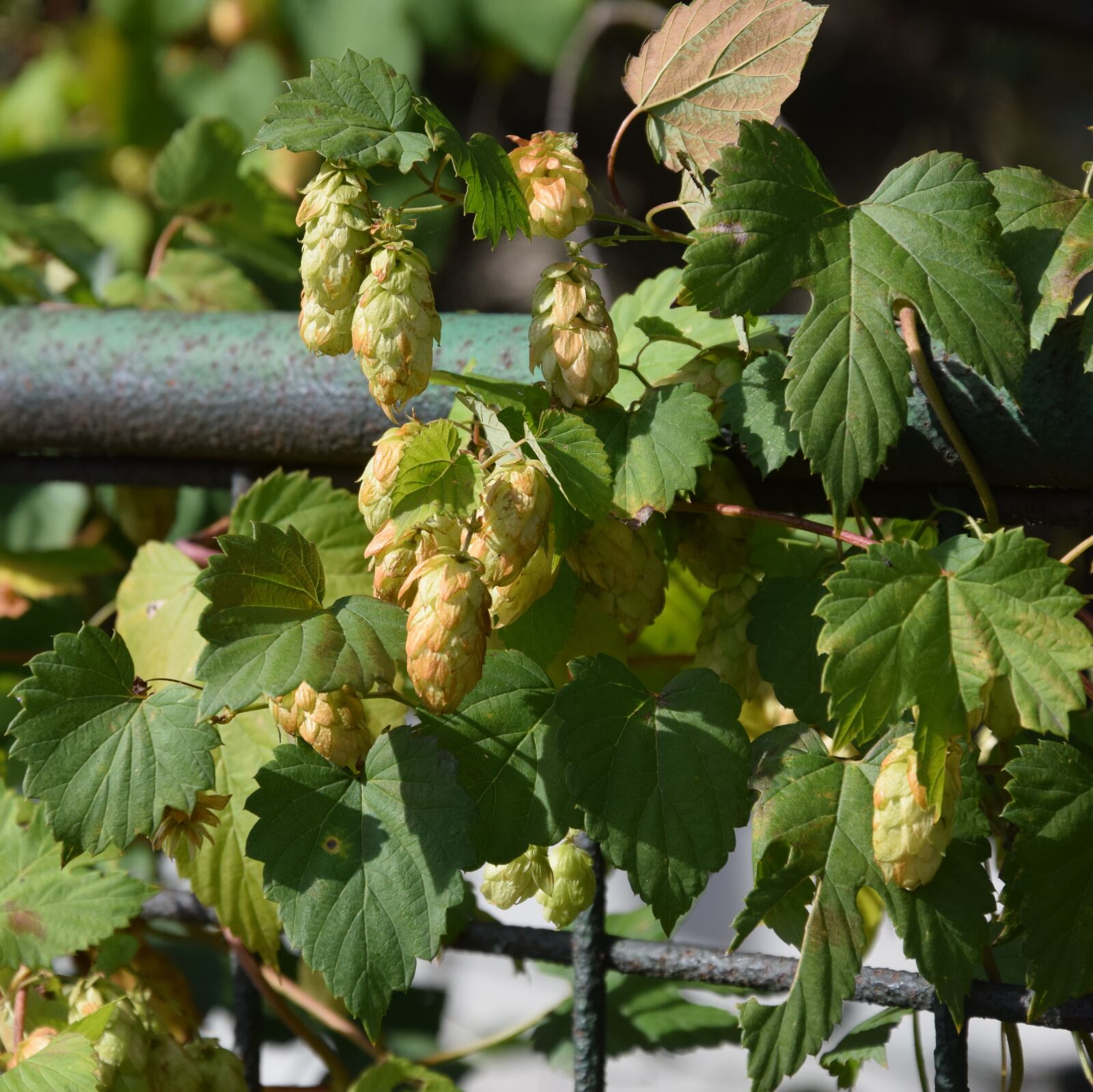 Nikon D5300 sample photo. Hop, cones, foliage photography