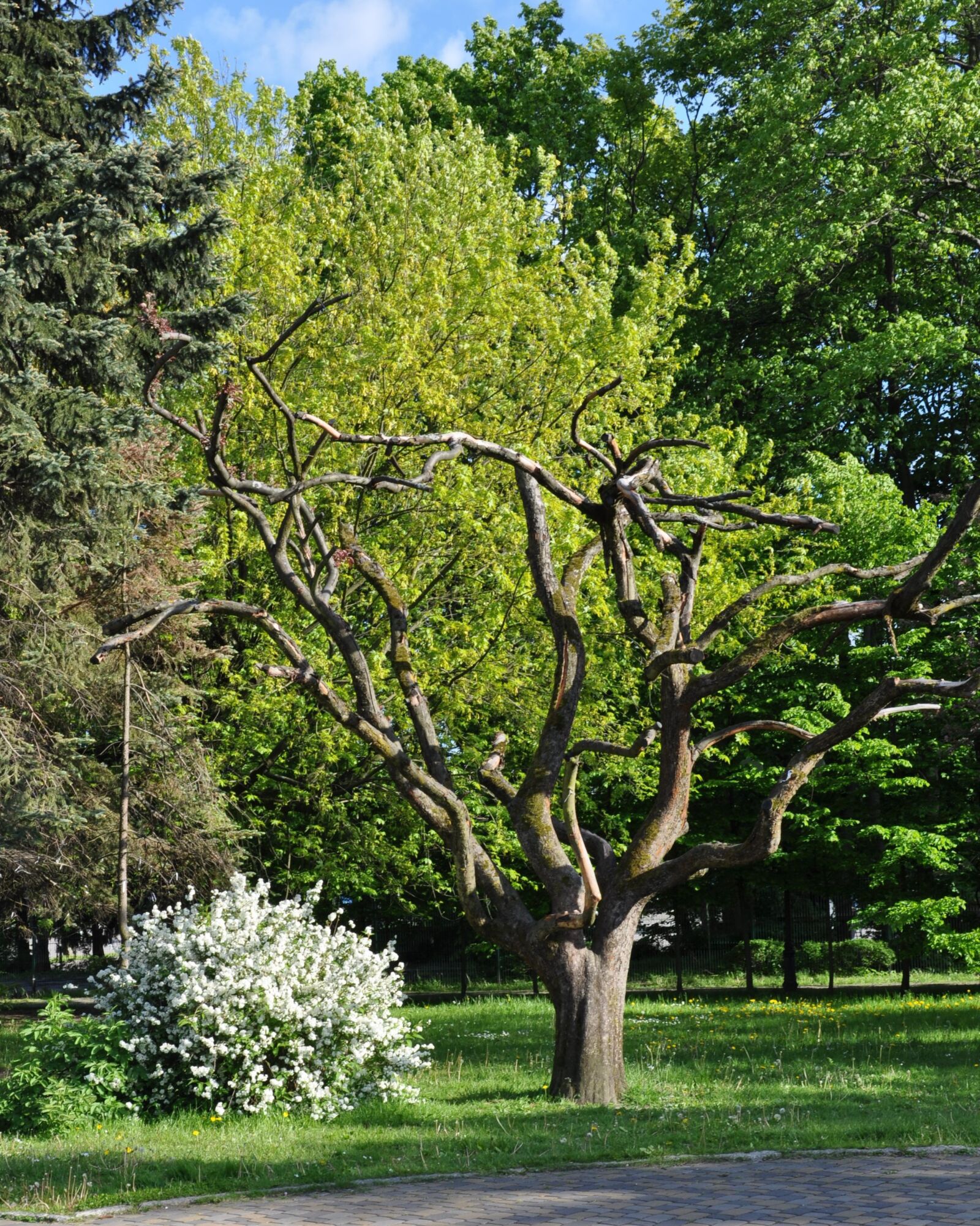 Nikon D90 sample photo. Kaliningrad, nature, tree photography
