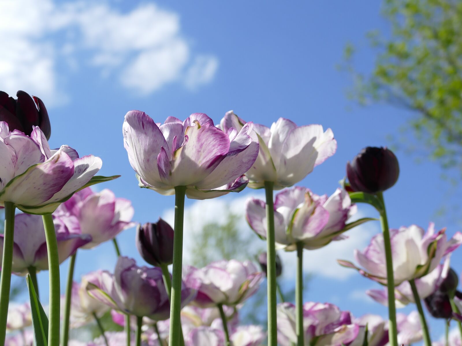 Panasonic Lumix DMC-FZ1000 sample photo. Tulips, flowers, sky photography