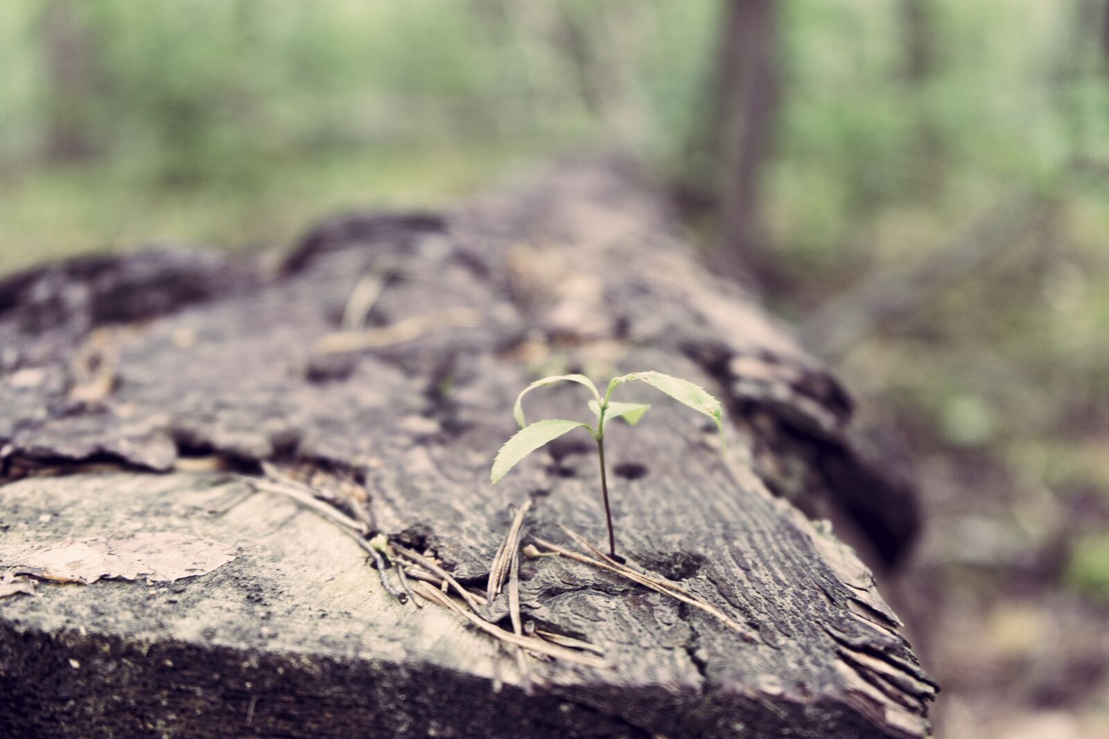 Sony FE 28-70mm F3.5-5.6 OSS sample photo. Tree, wood, plant photography