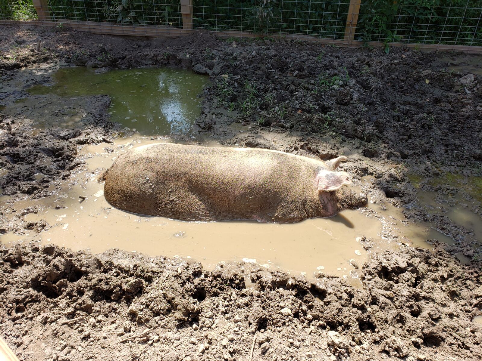 Samsung Galaxy S9+ sample photo. Pig, mud, farm photography
