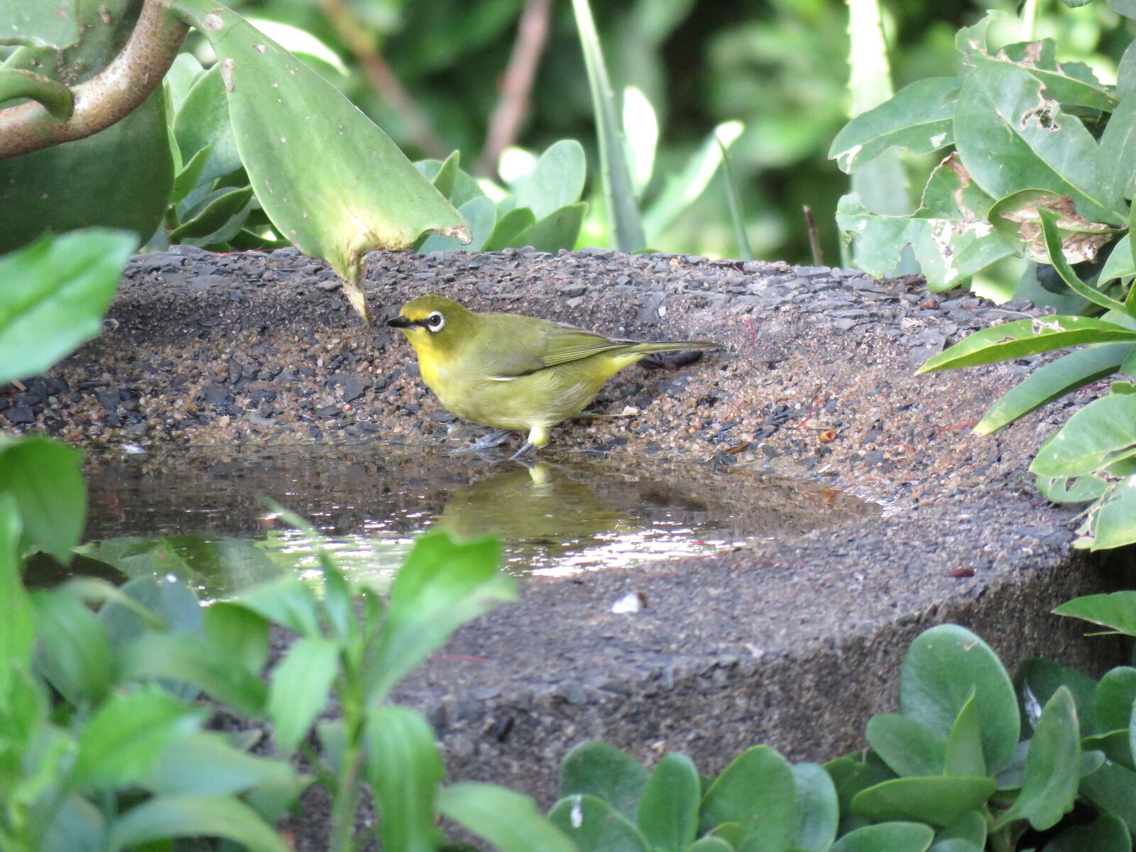 Canon PowerShot SX60 HS sample photo. Bird, birdbath, white eye photography