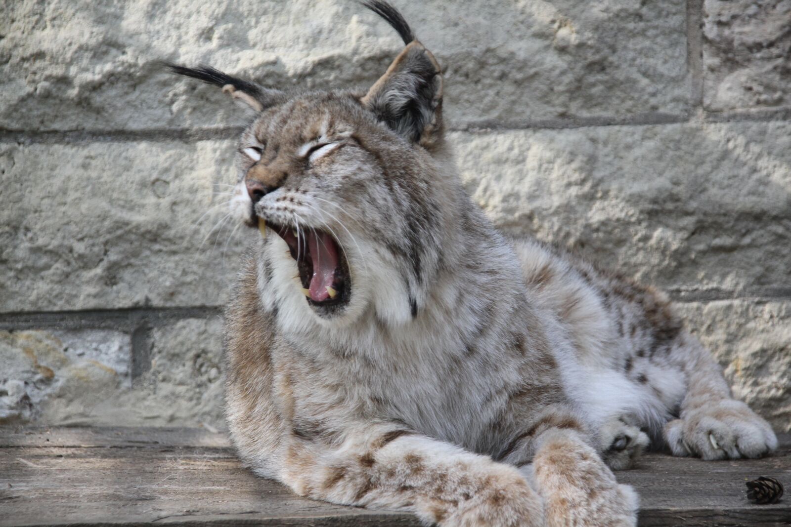 Canon EOS 7D sample photo. Lynx, animal, nature photography