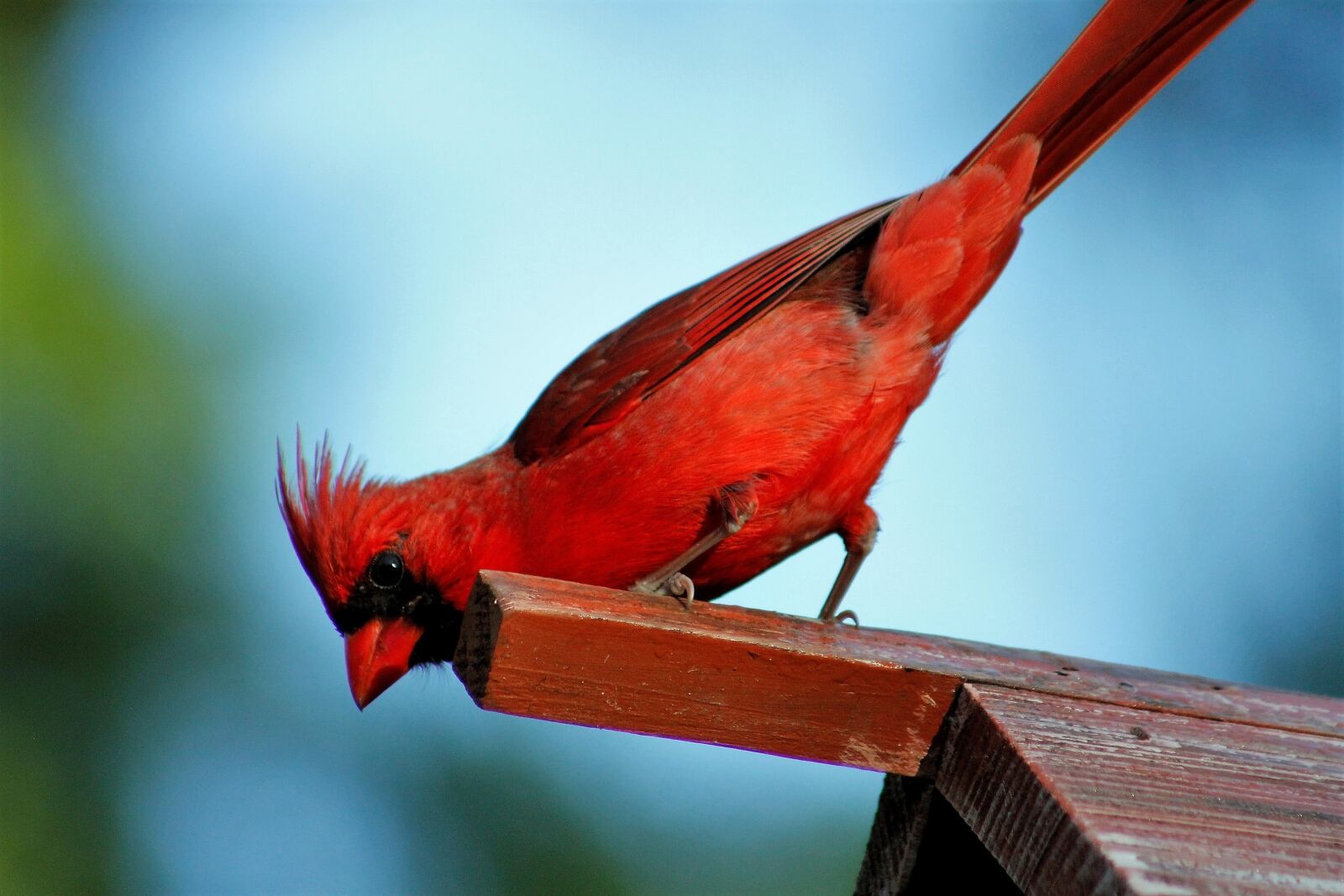 Canon EOS 550D (EOS Rebel T2i / EOS Kiss X4) sample photo. Bird, wildlife, outdoors photography