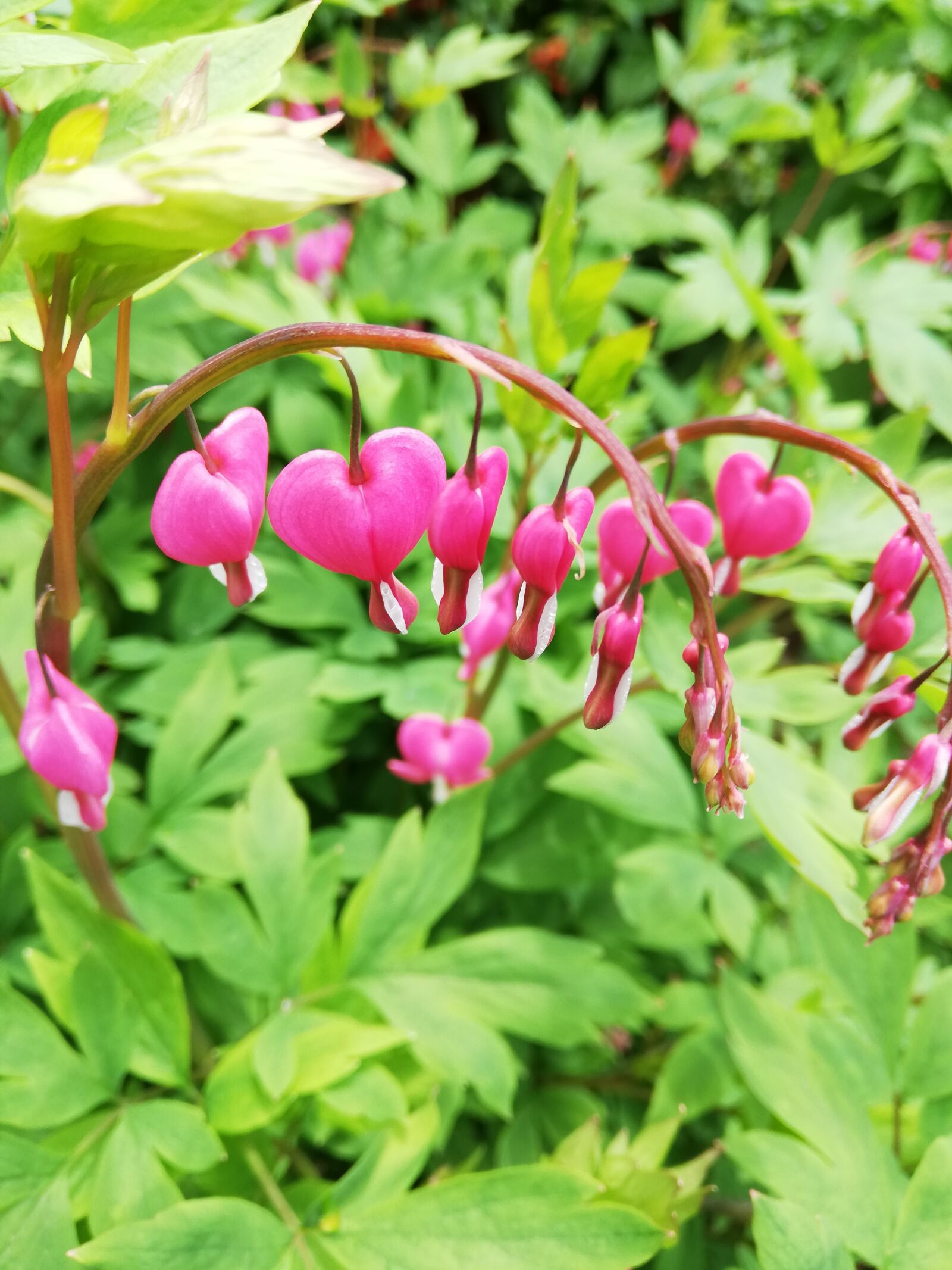 HUAWEI P20 lite sample photo. Pink, flowers, day photography