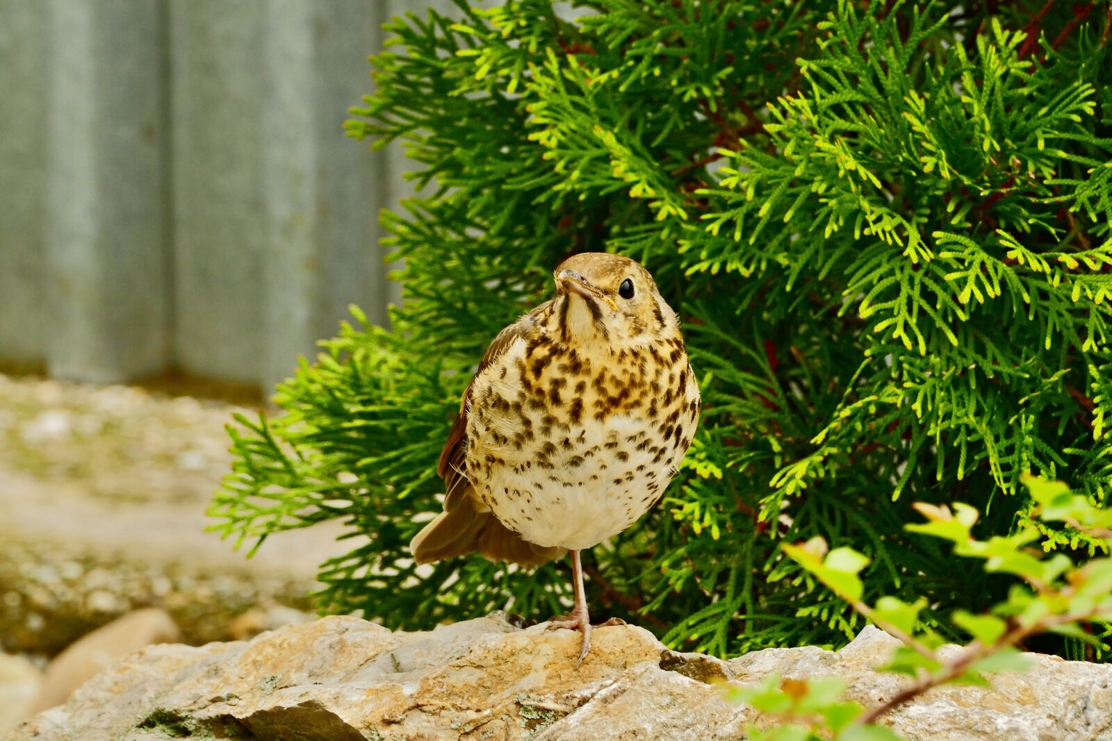 Panasonic Lumix DMC-FZ1000 sample photo. Thrush, plavý, sit photography