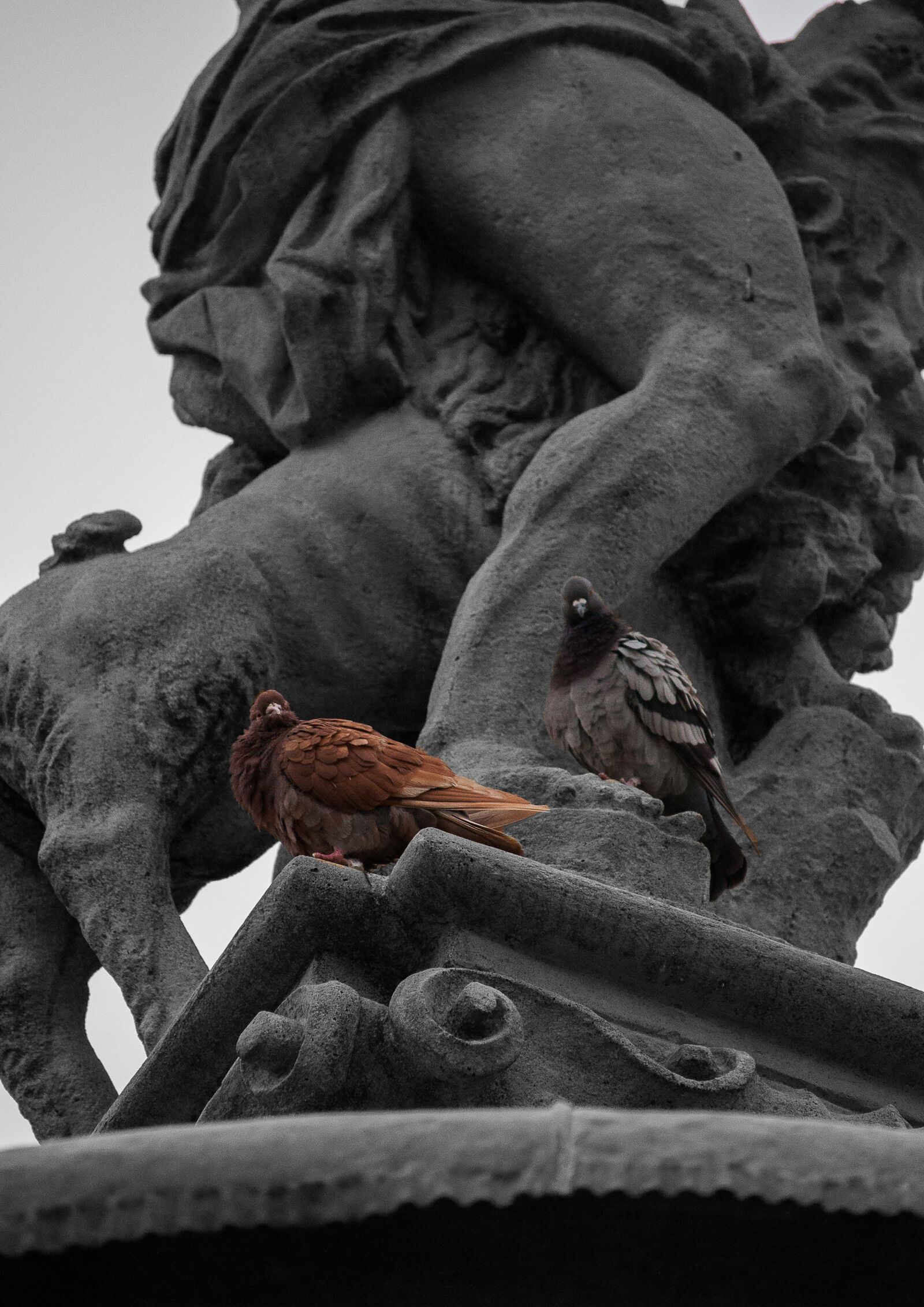 Nikon D90 sample photo. Fountain, pigeon, black and photography