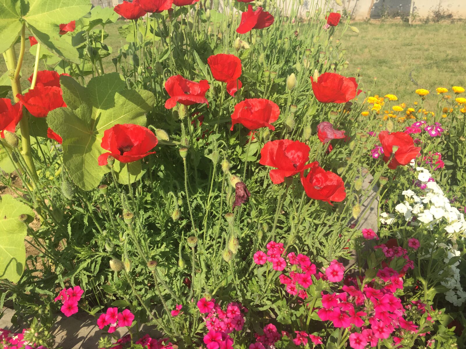 Apple iPhone 6s sample photo