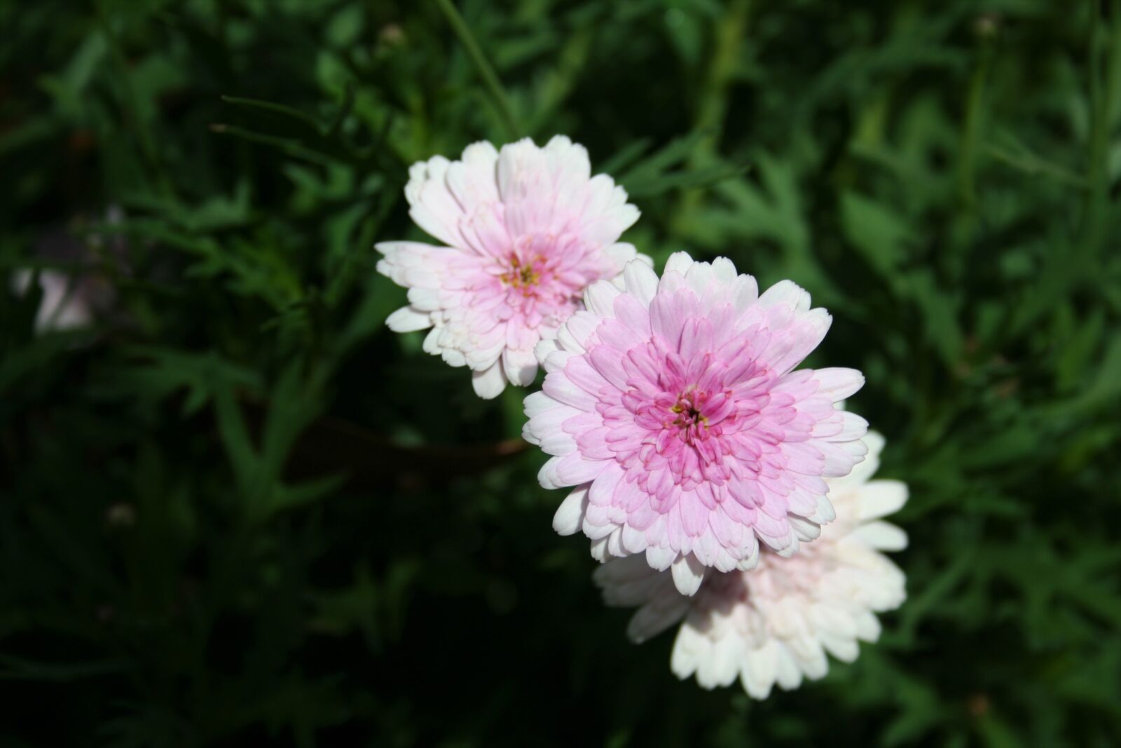 Canon EOS 350D (EOS Digital Rebel XT / EOS Kiss Digital N) sample photo. Nature, flower, pink photography
