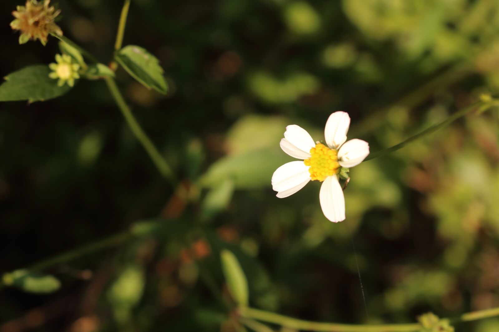 Canon EOS 750D (EOS Rebel T6i / EOS Kiss X8i) sample photo. Flower, white, wildflowers photography