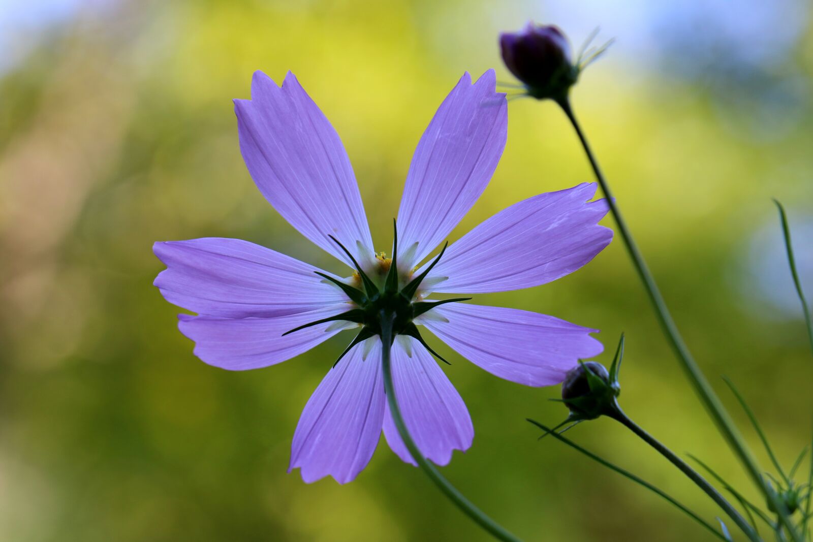 Canon EOS 7D Mark II + Canon EF 100mm F2.8L Macro IS USM sample photo. Cosmos, flowers, wildflower photography