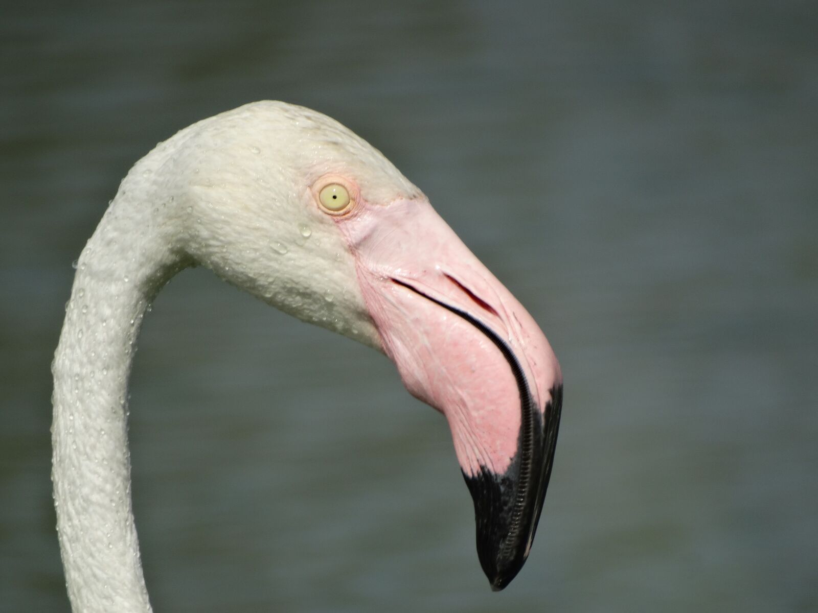 Sony Cyber-shot DSC-HX300 sample photo. Flamingo, greater flamingo, closeup photography