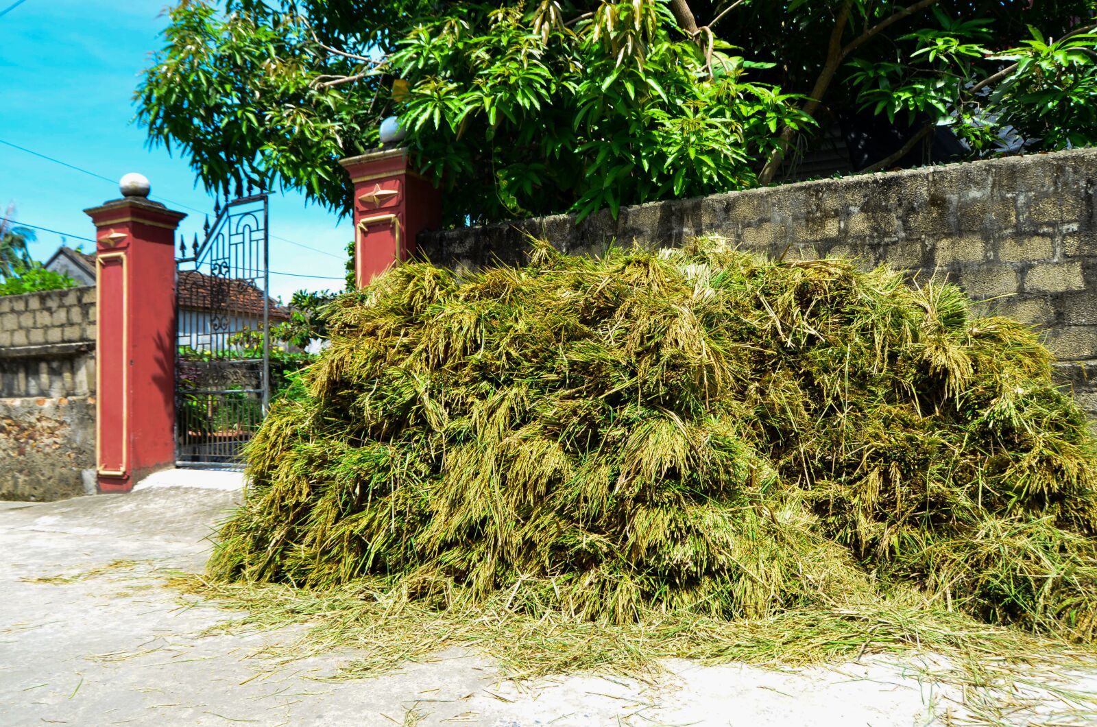 Nikon D7000 sample photo. Rice, village, farmer photography