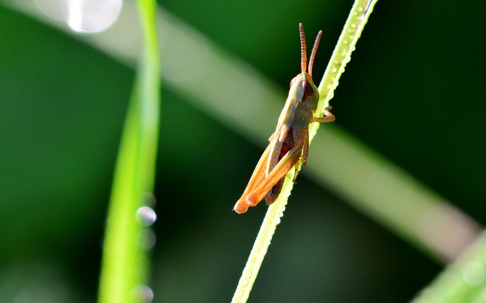 Nikon D5200 sample photo. Grasshopper, nature, insect photography