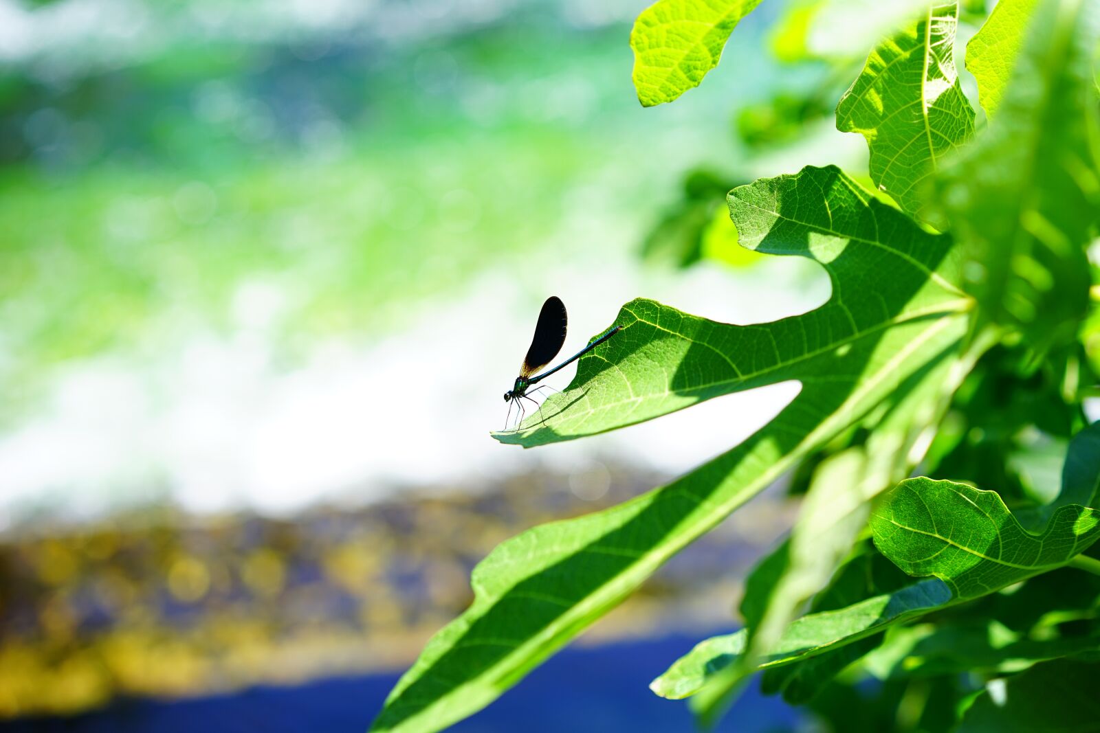 Sony a7 + Sony Sonnar T* FE 55mm F1.8 ZA sample photo. Dragonfly, leaf, insect photography