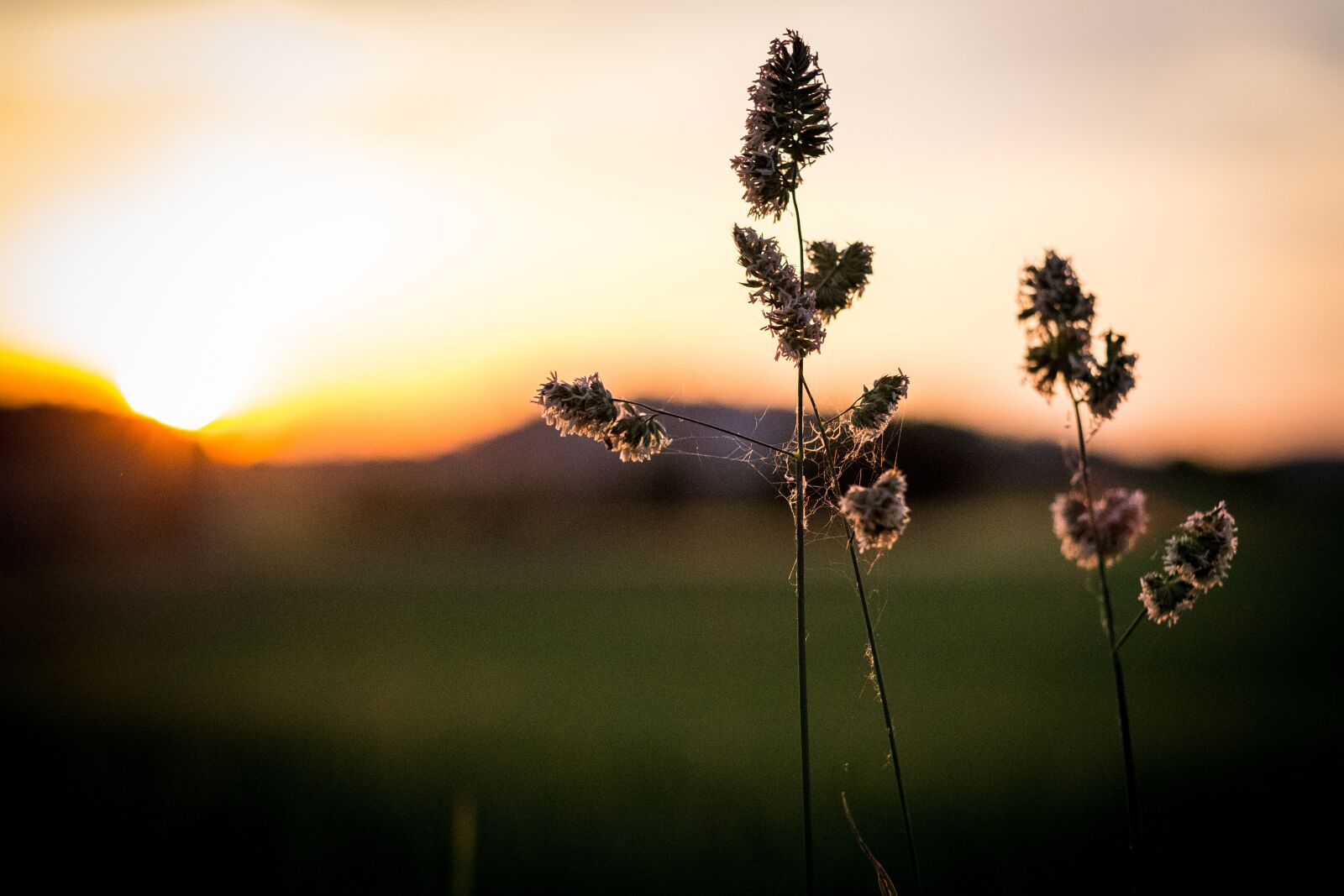 Fujifilm X-T2 + Fujifilm XF 56mm F1.2 R sample photo. Grass, grasses, bud photography