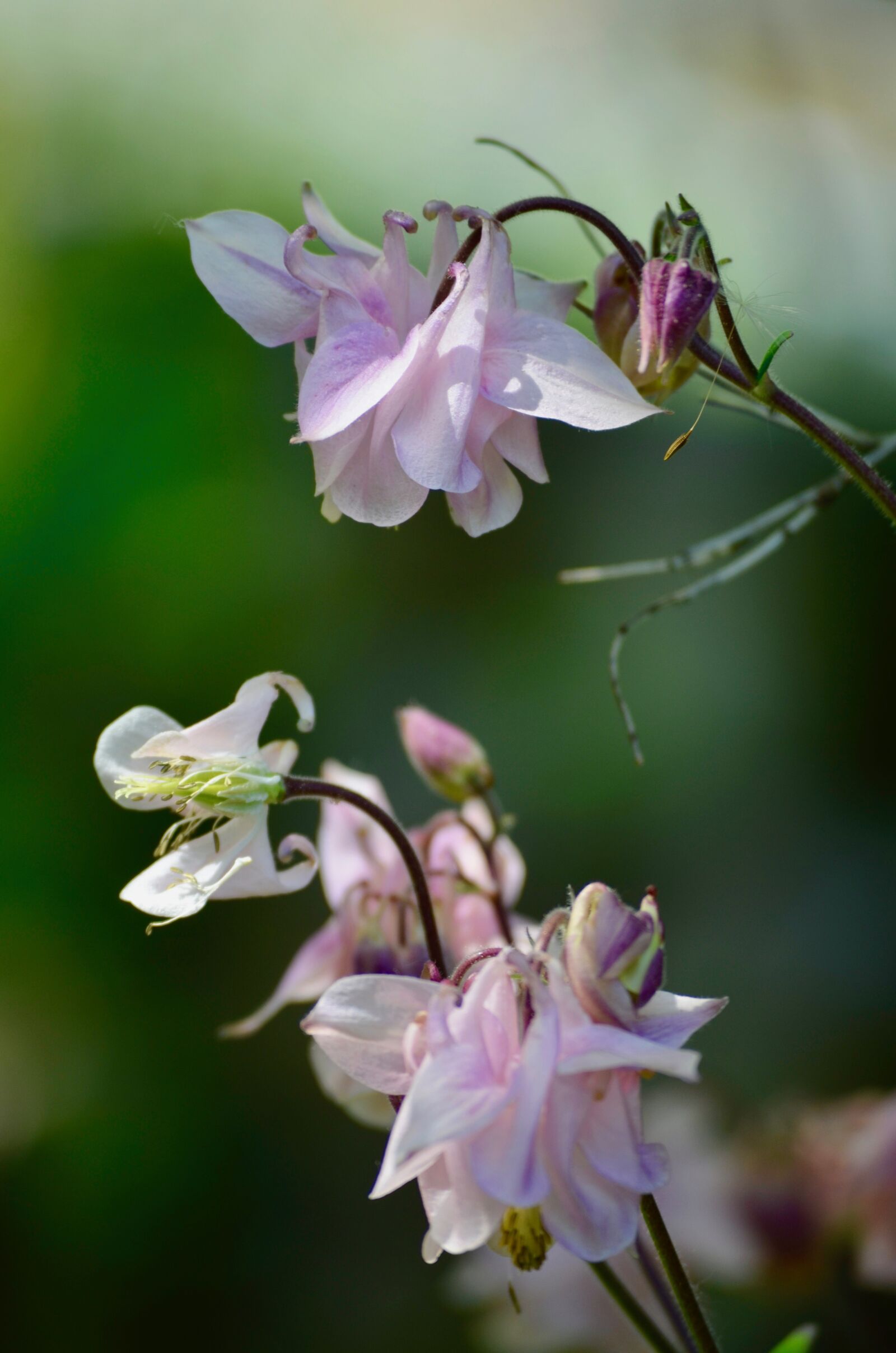 Nikon D5100 sample photo. Flower, blossom, bloom photography