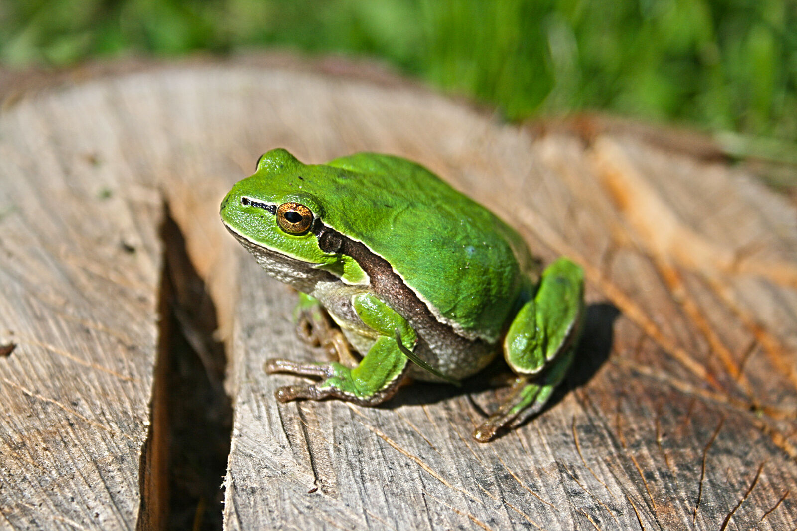 Canon EF-S 18-55mm F3.5-5.6 II sample photo. Green, frog photography