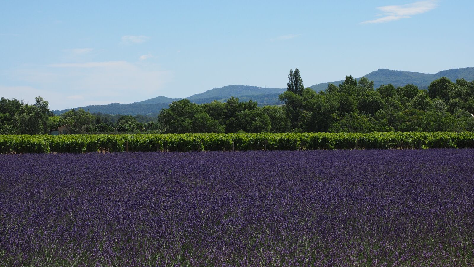 Olympus OM-D E-M1 + Olympus M.Zuiko Digital ED 12-40mm F2.8 Pro sample photo. Lavender field, lavender, lavender photography