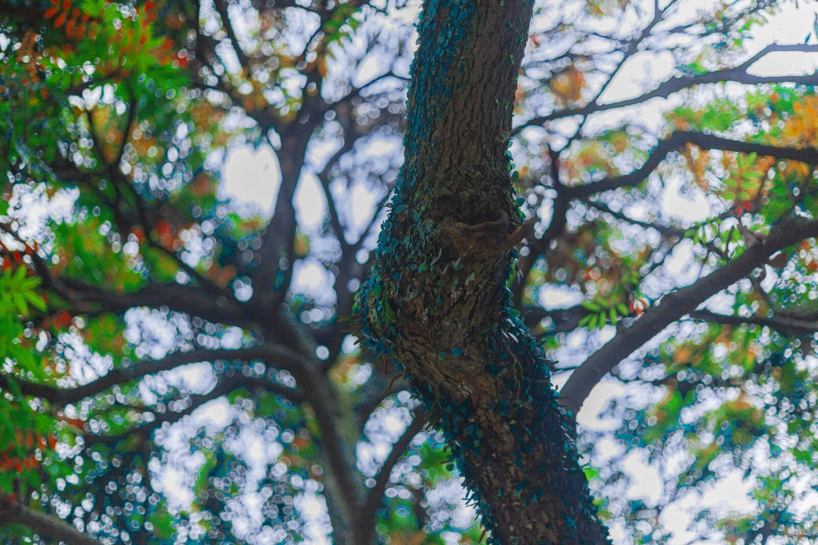 Canon EF 50mm F1.8 STM sample photo. Tree planting, rain, spring photography