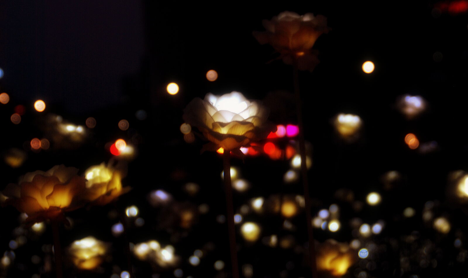 Nikon D80 sample photo. Artificial, flowers, led, light photography