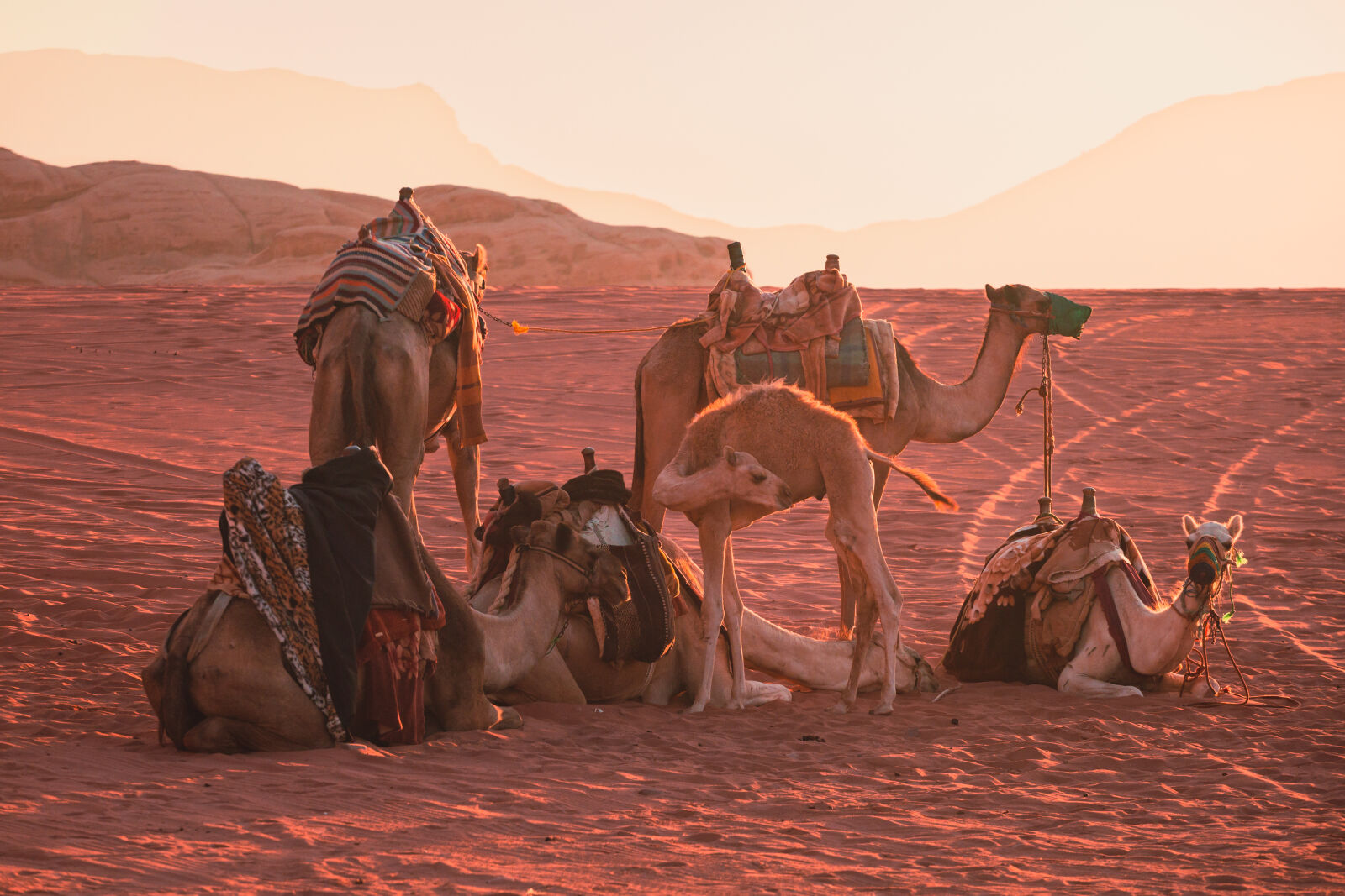 Canon EOS RP sample photo. Pack of camels photography