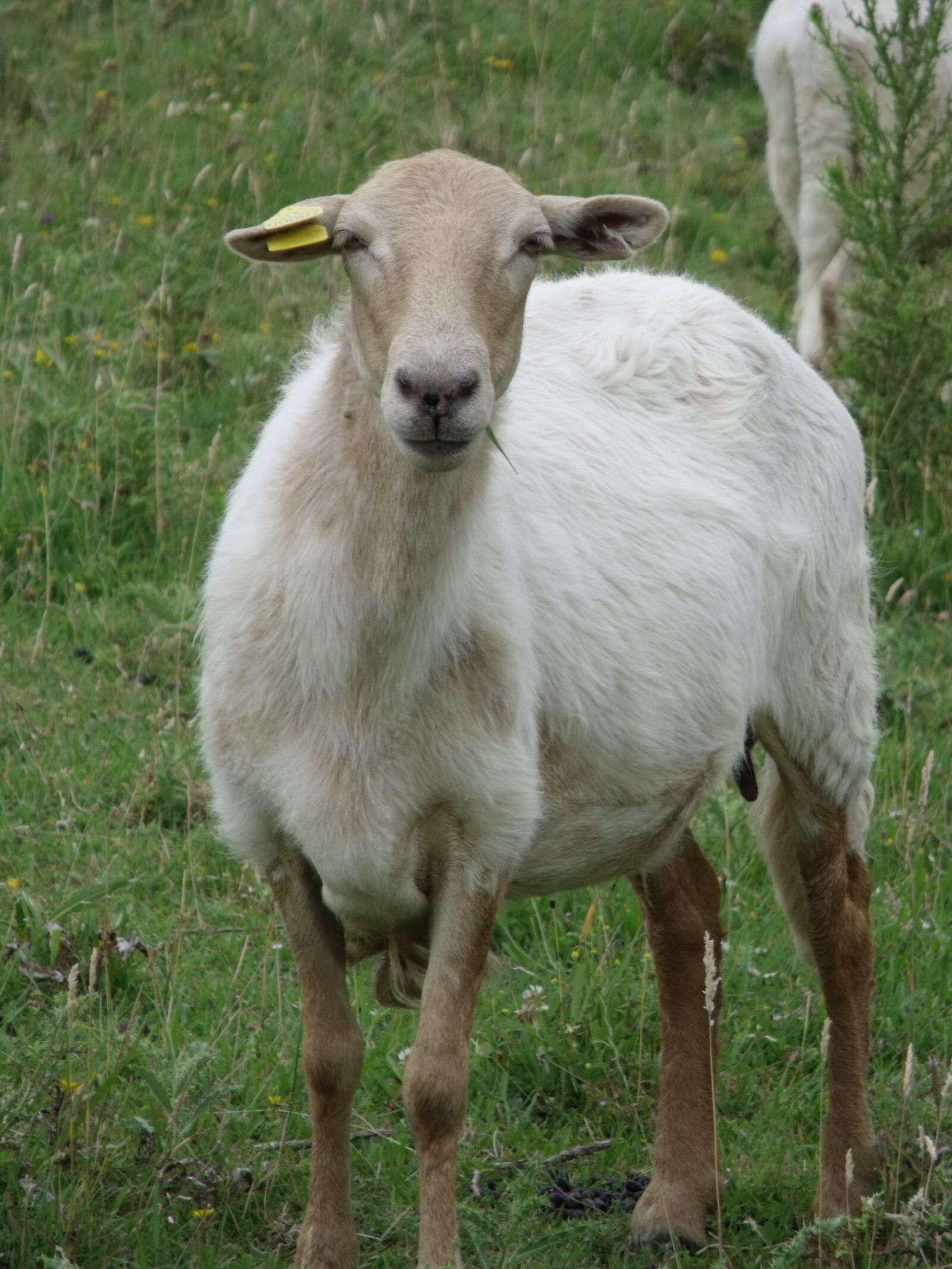 Fujifilm FinePix S1500 sample photo. Sheep, basque, livestock photography