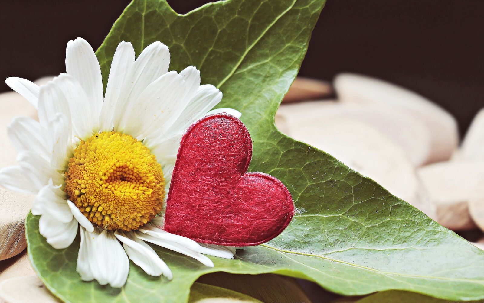 Canon EOS 100D (EOS Rebel SL1 / EOS Kiss X7) sample photo. Marguerite, heart, wood photography